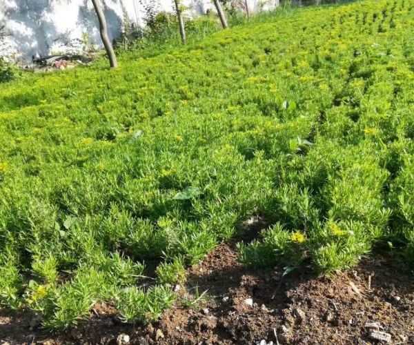 1612429589435622.jpg 佛甲草21_副本.jpg