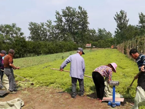 1612429619533057.jpg 佛甲草4_副本.jpg