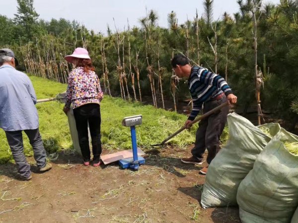 1612429624376094.jpg 佛甲草5_副本.jpg