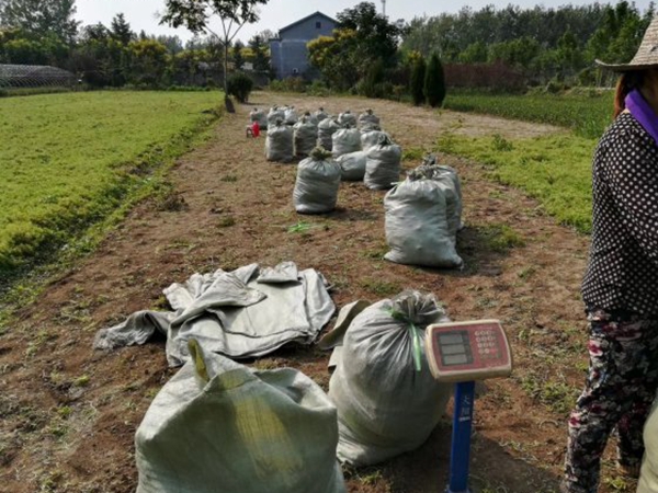 1612429629397791.jpg 佛甲草6_副本.jpg