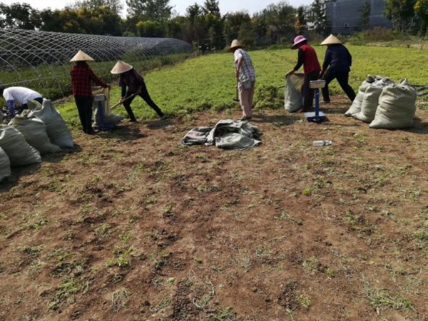 1612429633740364.jpg 佛甲草7_副本.jpg