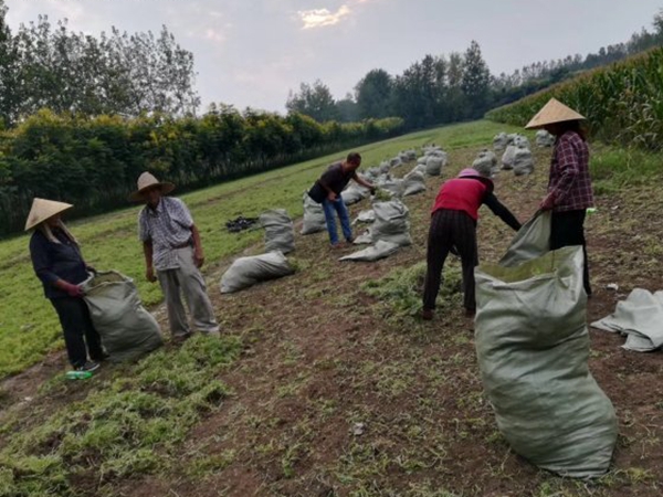 1612429638876215.jpg 佛甲草8_副本.jpg