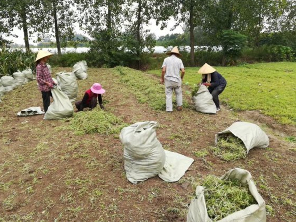 1612429642816709.jpg 佛甲草9_副本.jpg