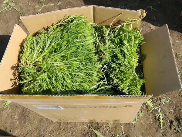 1612429650363209.jpg 佛甲草12_副本.jpg