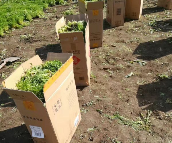 1612429654537579.jpg 佛甲草13_副本.jpg