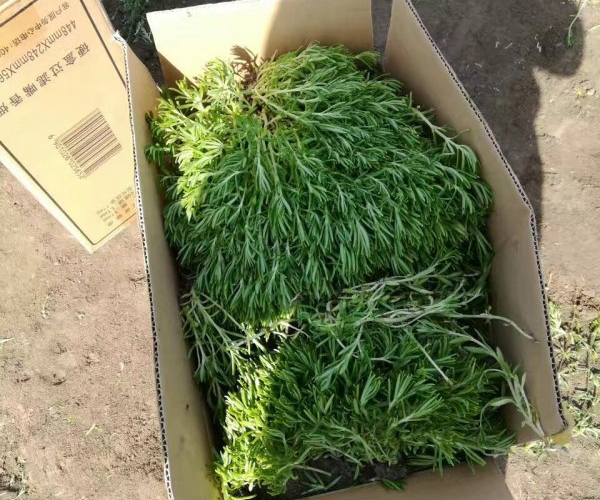 1612429659802352.jpg 佛甲草14_副本.jpg