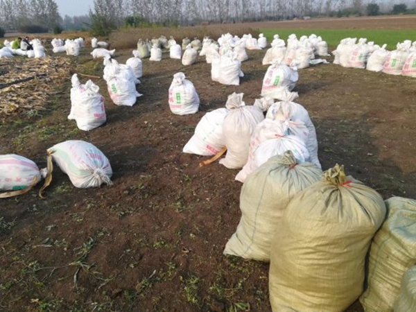 1612429698243074.jpg 佛甲草16_副本.jpg