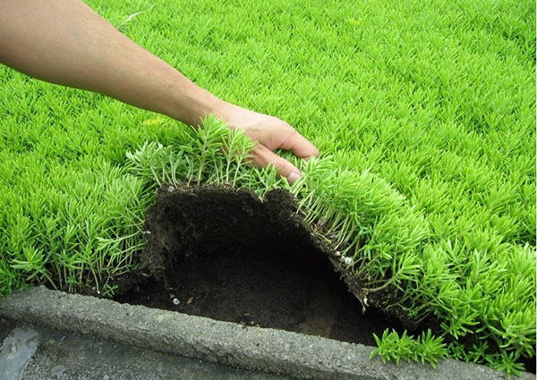 1612432219955323.jpg 佛甲草1.jpg