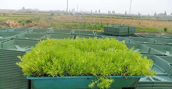 1612432450519015.jpg 佛甲草2.jpg