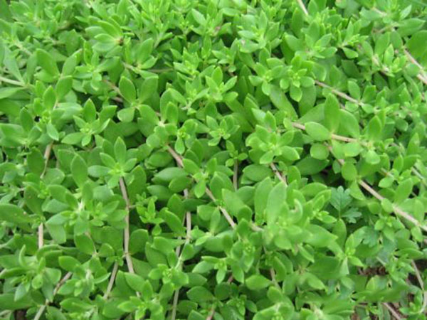 1612507606808779.jpg 佛甲草6.jpg