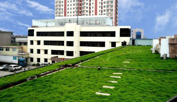 1612534547837374.jpg 佛甲草5.jpg