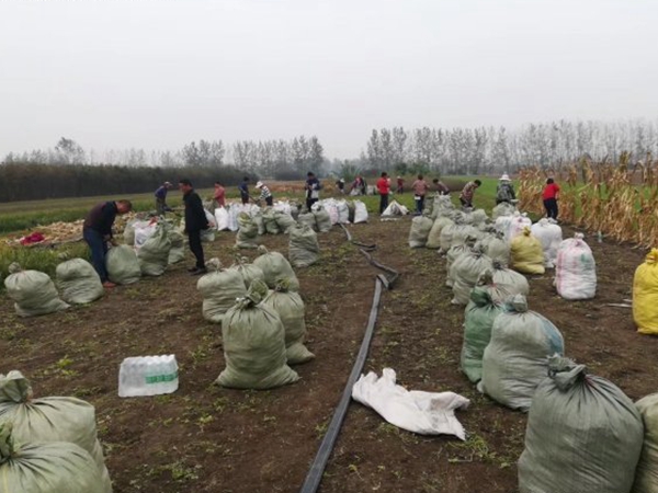 1612534618910547.jpg 佛甲草15_副本.jpg