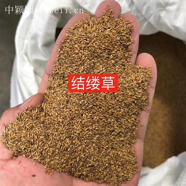 結縷草11_副本.jpg