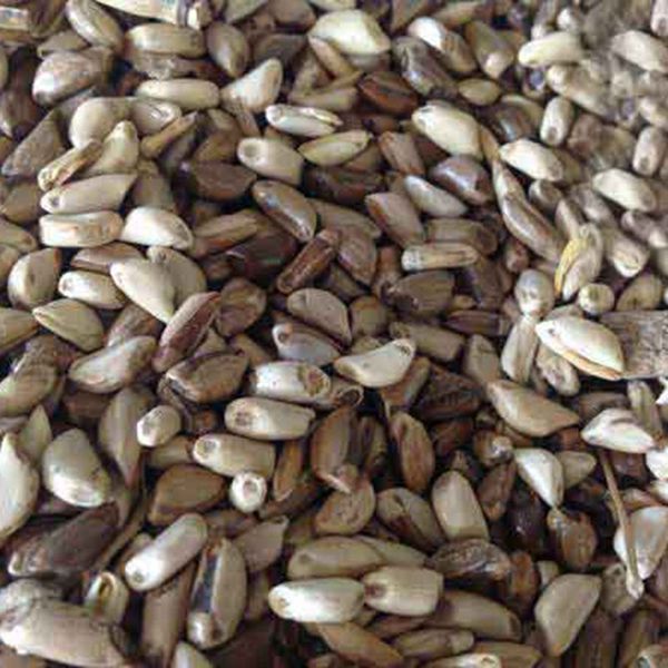 1623230420394753.jpg 墨西哥玉米草11_副本.jpg