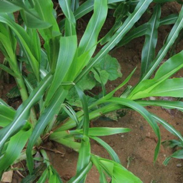 1623230476250191.jpg 墨西哥玉米草13_副本.jpg