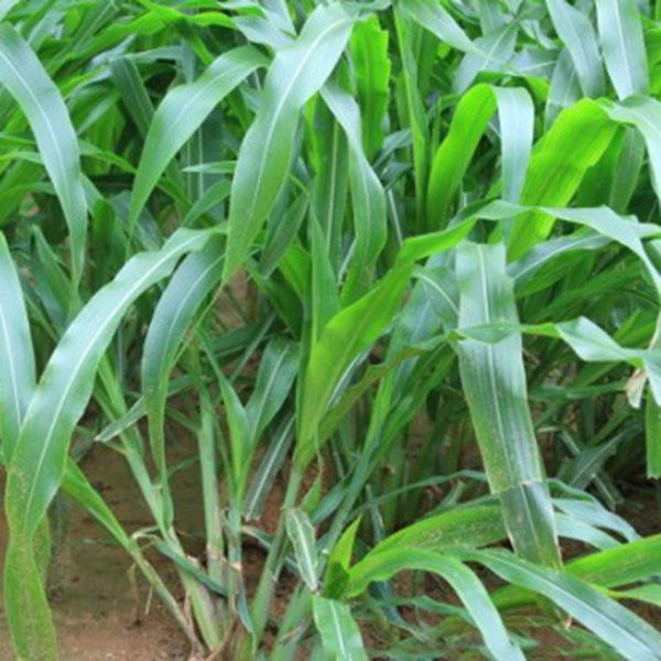 1623230483432637.jpg 墨西哥玉米草14_副本.jpg