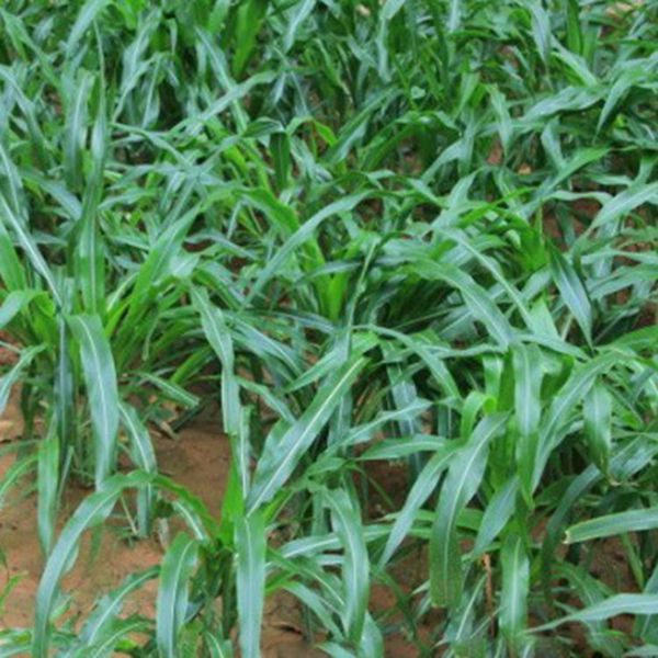 1623230491739167.jpg 墨西哥玉米草15_副本.jpg