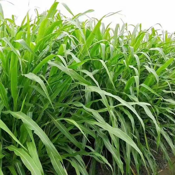 1623230497321377.jpg 墨西哥玉米草5_副本.jpg