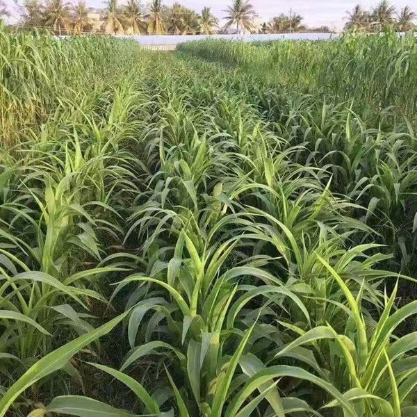 1623635222439324.jpg 墨西哥玉米草3_副本.jpg