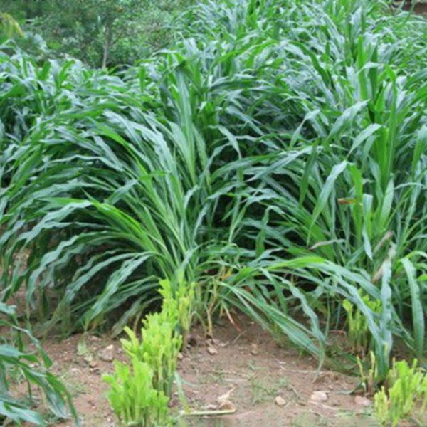 1623635233922962.jpg 墨西哥玉米草12_副本.jpg