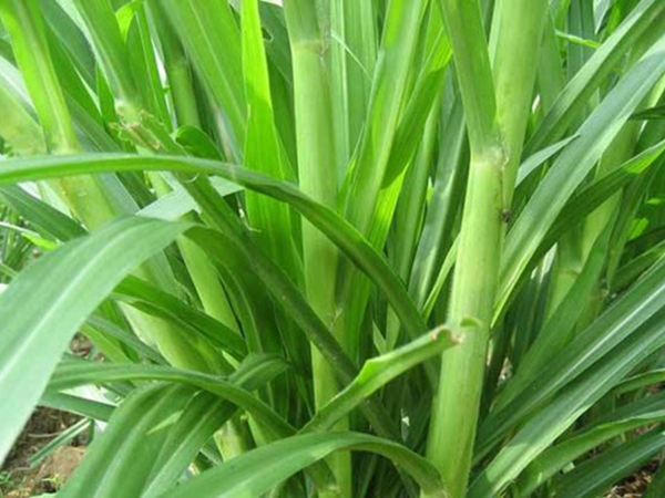 1624456046547780.jpg 皇竹草種子.jpg