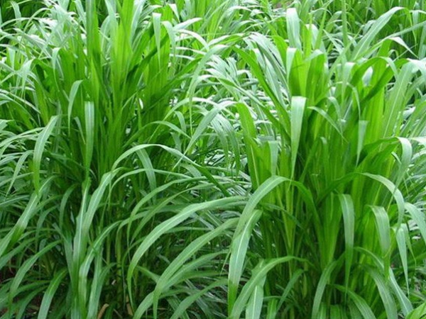 1624456065773810.jpg 皇竹草種子3.jpg