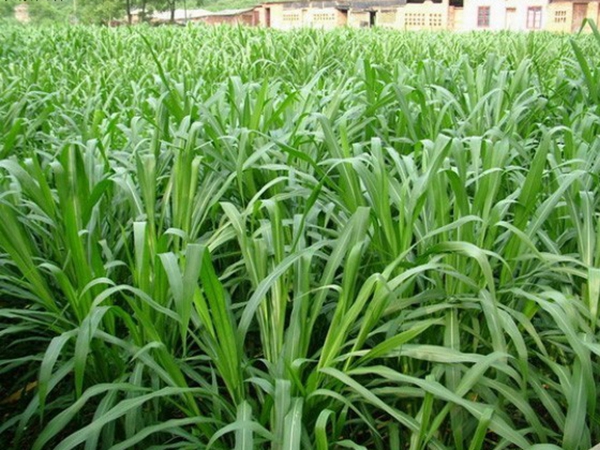 1624456080534717.jpg 皇竹草種子4.jpg