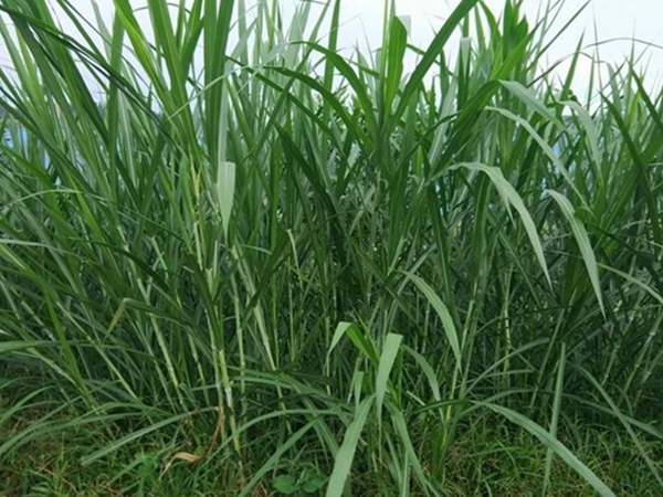 1624456099342333.jpg 皇竹草種子2.jpg