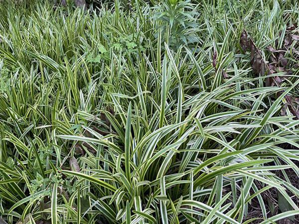 1625027890116832.jpg 金邊麥冬1_副本.jpg