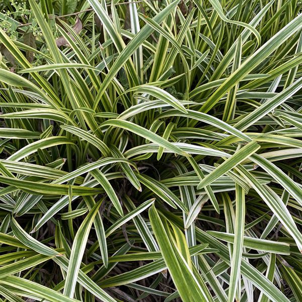 1625027905705557.jpg 金邊麥冬2_副本.jpg