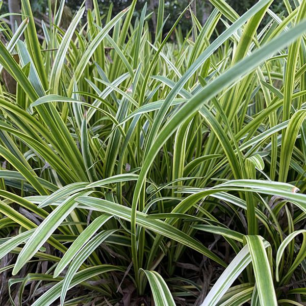 1625027936684926.jpg 金邊麥冬7_副本.jpg