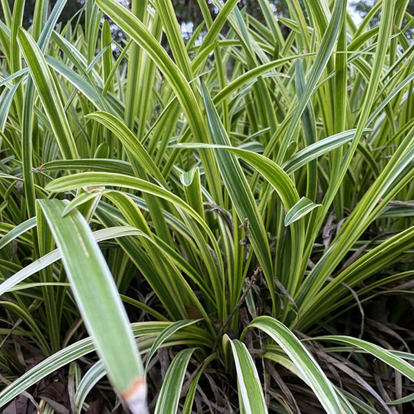 1625028180180052.jpg 金邊麥冬6_副本.jpg