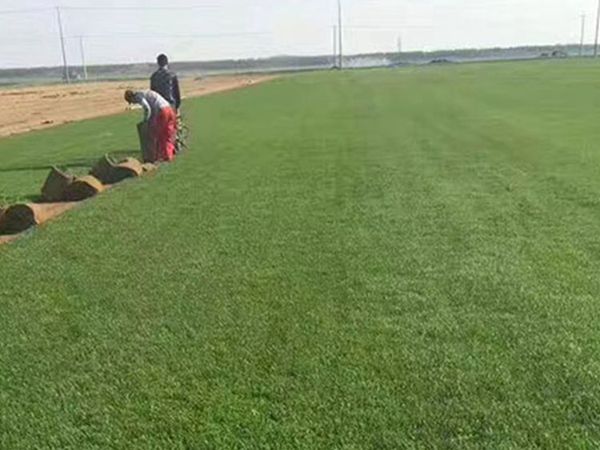 1626061547120203.jpg 早熟禾9_副本.jpg