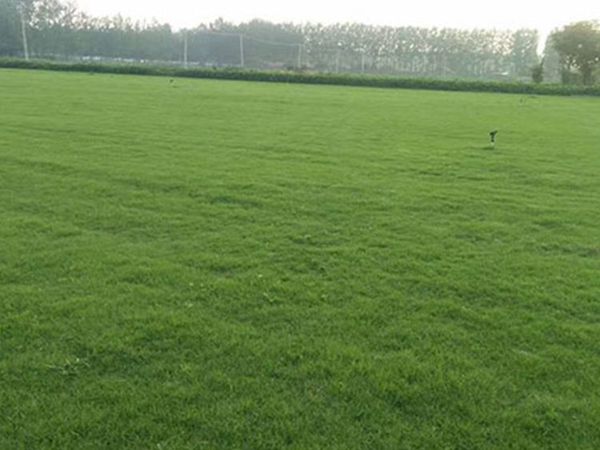 1626061551448427.jpg 早熟禾11_副本.jpg