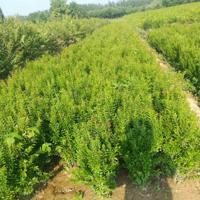 小葉黃楊6.jpg