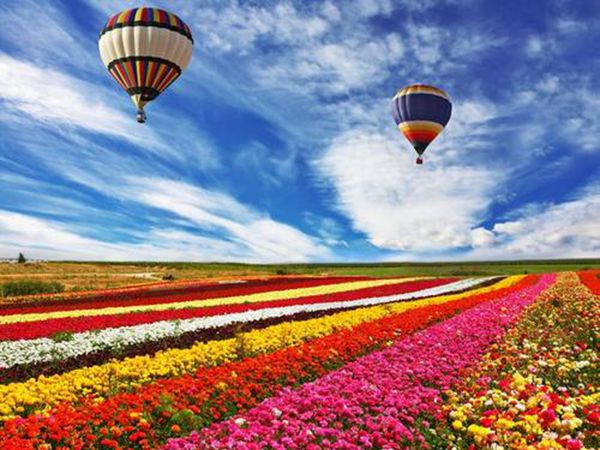 1632281243651690.jpg 花海圖片0_副本.jpg