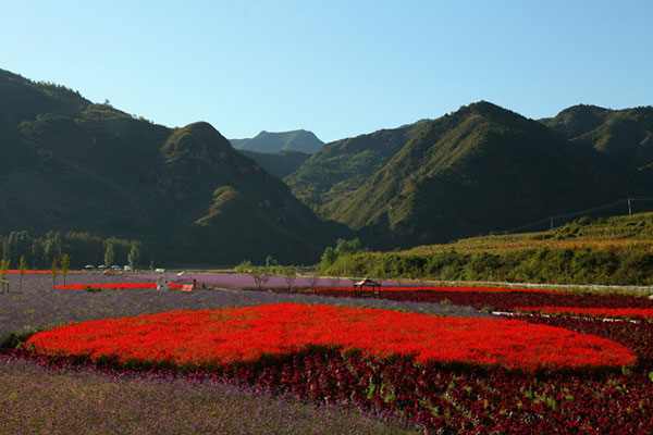 1632281324387816.jpg 花海植物1.jpg