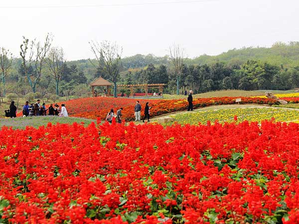 1632281328727652.jpg 花海植物2.jpg