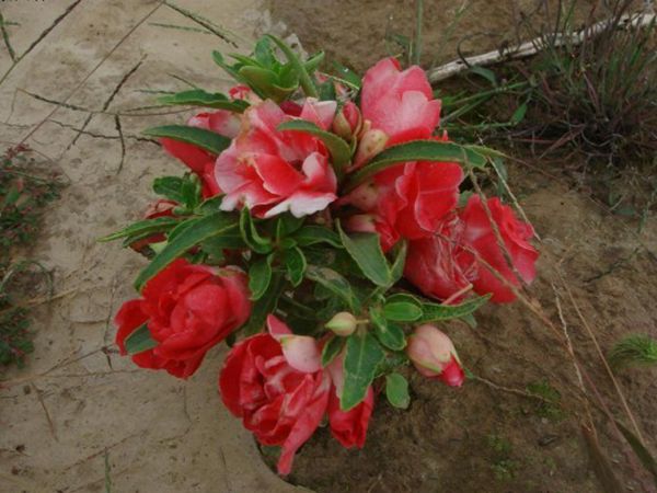 1632281359786246.jpg 花海植物10.jpg