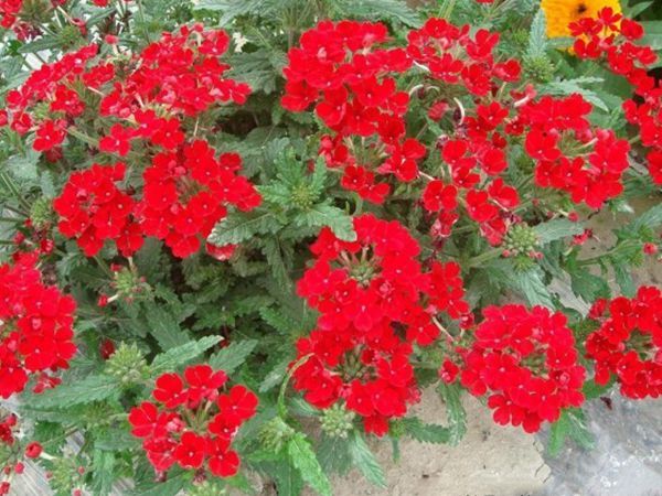 1632281366626389.jpg 花海植物12.jpg