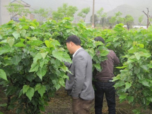 桑樹13.jpg