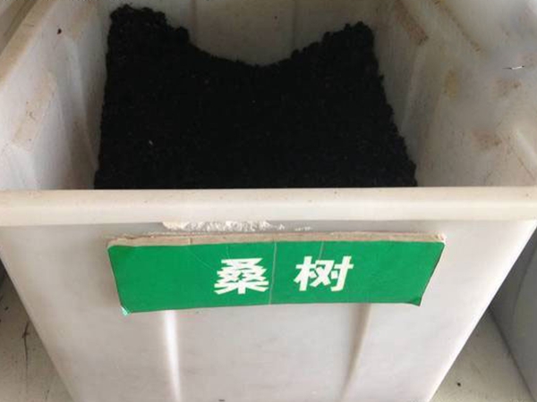 1632663166266262.jpg 桑樹種子.jpg