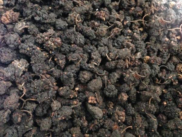 1632663172683692.jpg 桑樹種子1.jpg