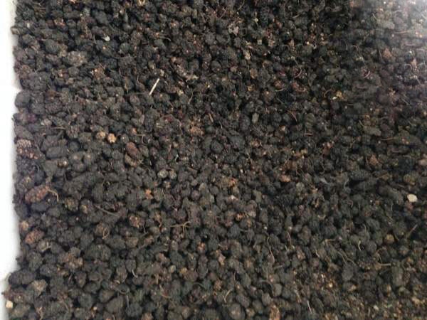 1632663186705661.jpg 桑樹種子2.jpg