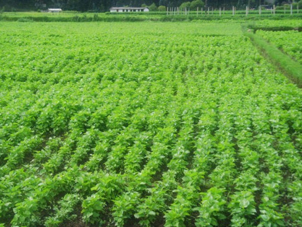 1632663218275360.jpg 桑樹10.jpg