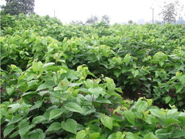 1632663221735856.jpg 桑樹11.jpg