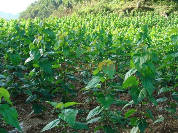 1632663250732888.jpg 桑樹14.jpg