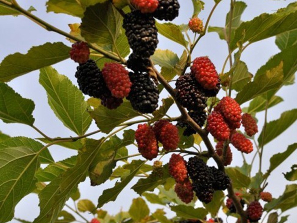 1632663255827788.jpg 桑樹6.jpg