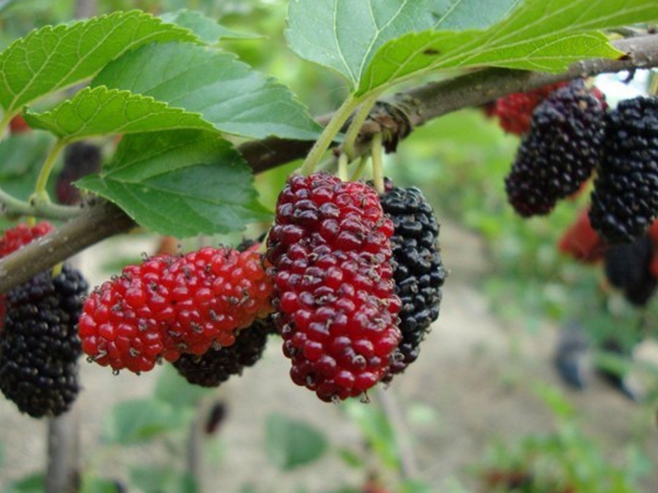 1632663270805243.jpg 桑樹5.jpg