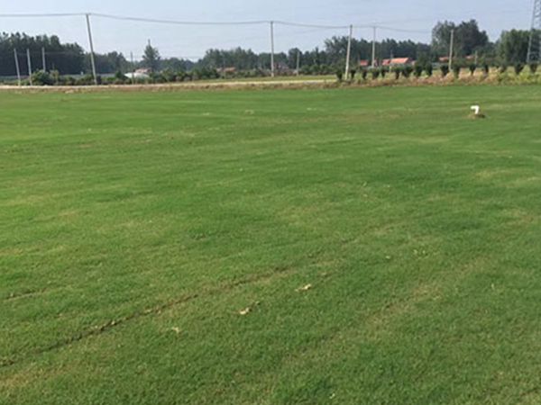 1632913995714248.jpg 早熟禾10_副本.jpg